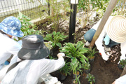 緑化施工実施写真