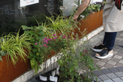 通り沿いの花壇へ植物を植えている写真