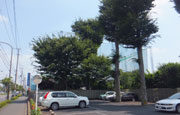 狛江市御台橋緑化実績写真