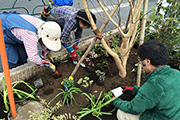花壇へ植物を植えている写真