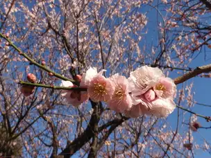 園内季節の花情報_01