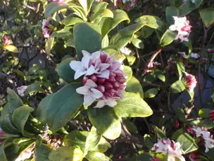 園内季節の花情報_04