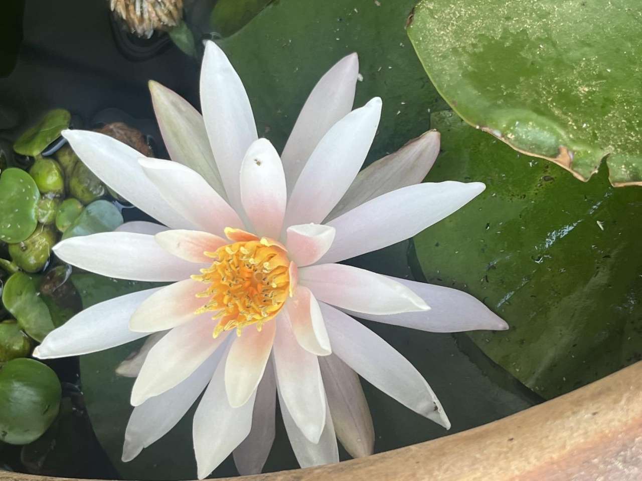 スイレンの花
