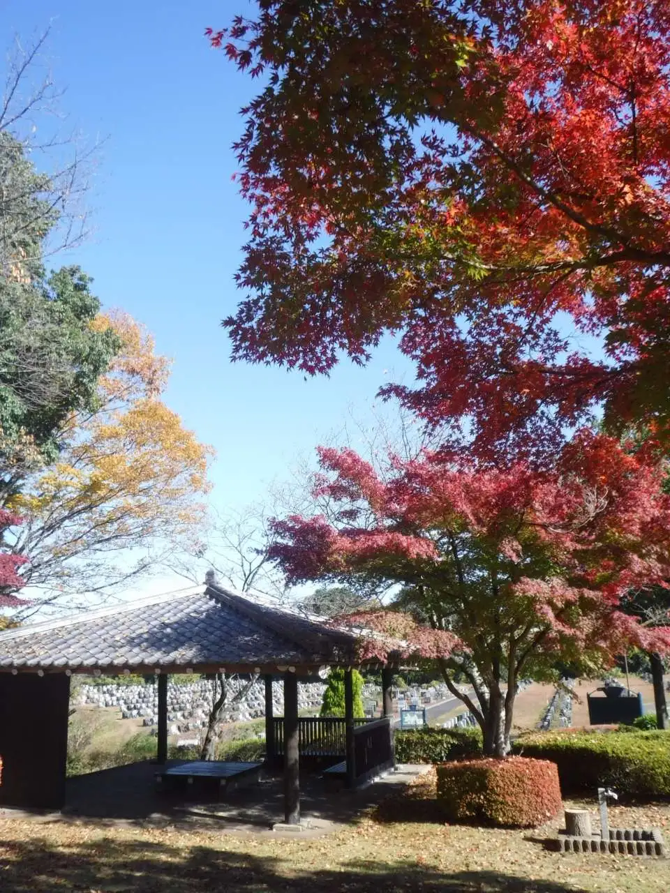 紅葉１
