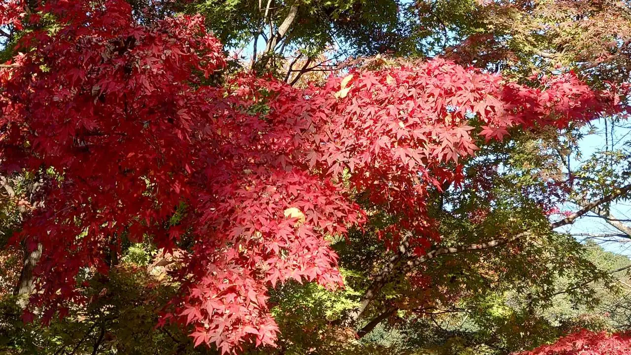 紅葉１