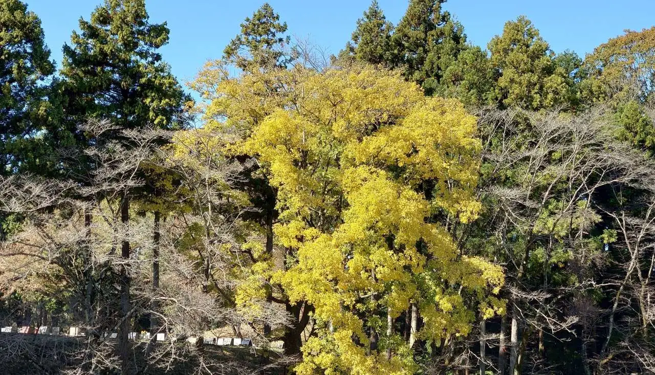 紅葉２