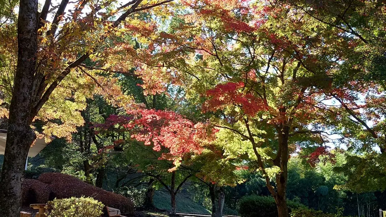 紅葉３