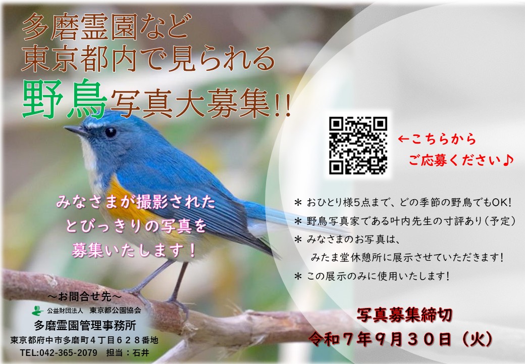 野鳥写真大募集！