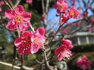 春のきざし_01
