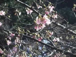 春のきざし_04