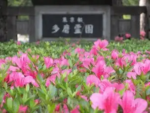 サツキが咲きました_02