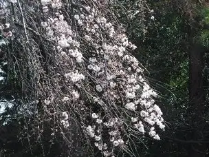 桜だより　～3月21日現在～_01