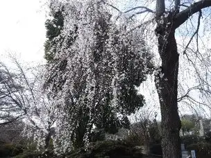 桜だより　～3月21日現在～_02