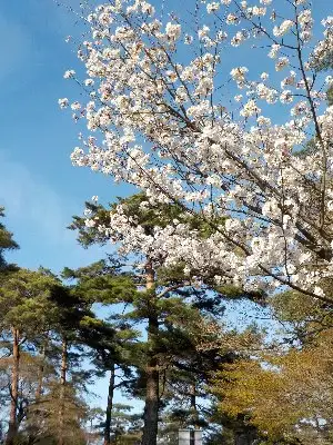 220401_sakura02