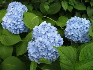 霊園のアジサイ_04