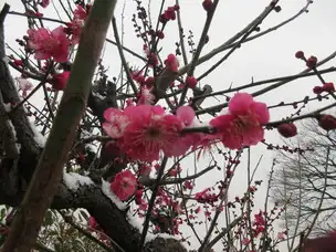２月の谷中霊園_02