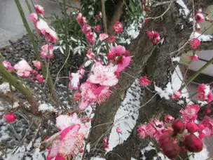 ２月の谷中霊園_01