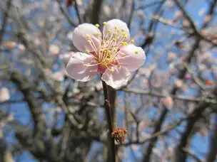 ２月の谷中霊園_03