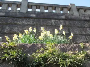 ２月の谷中霊園_04