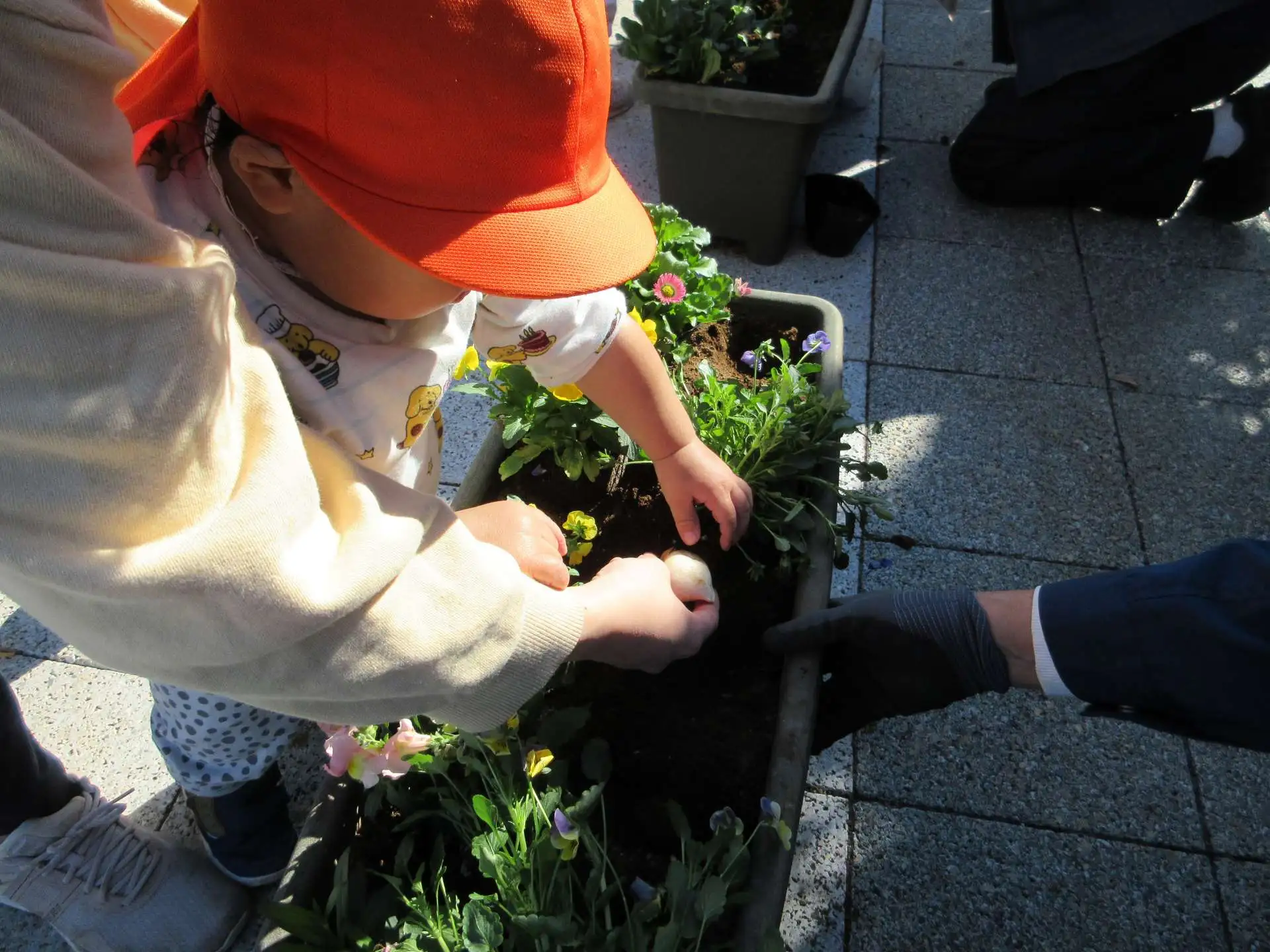 プランターにお花と球根を植えました_03