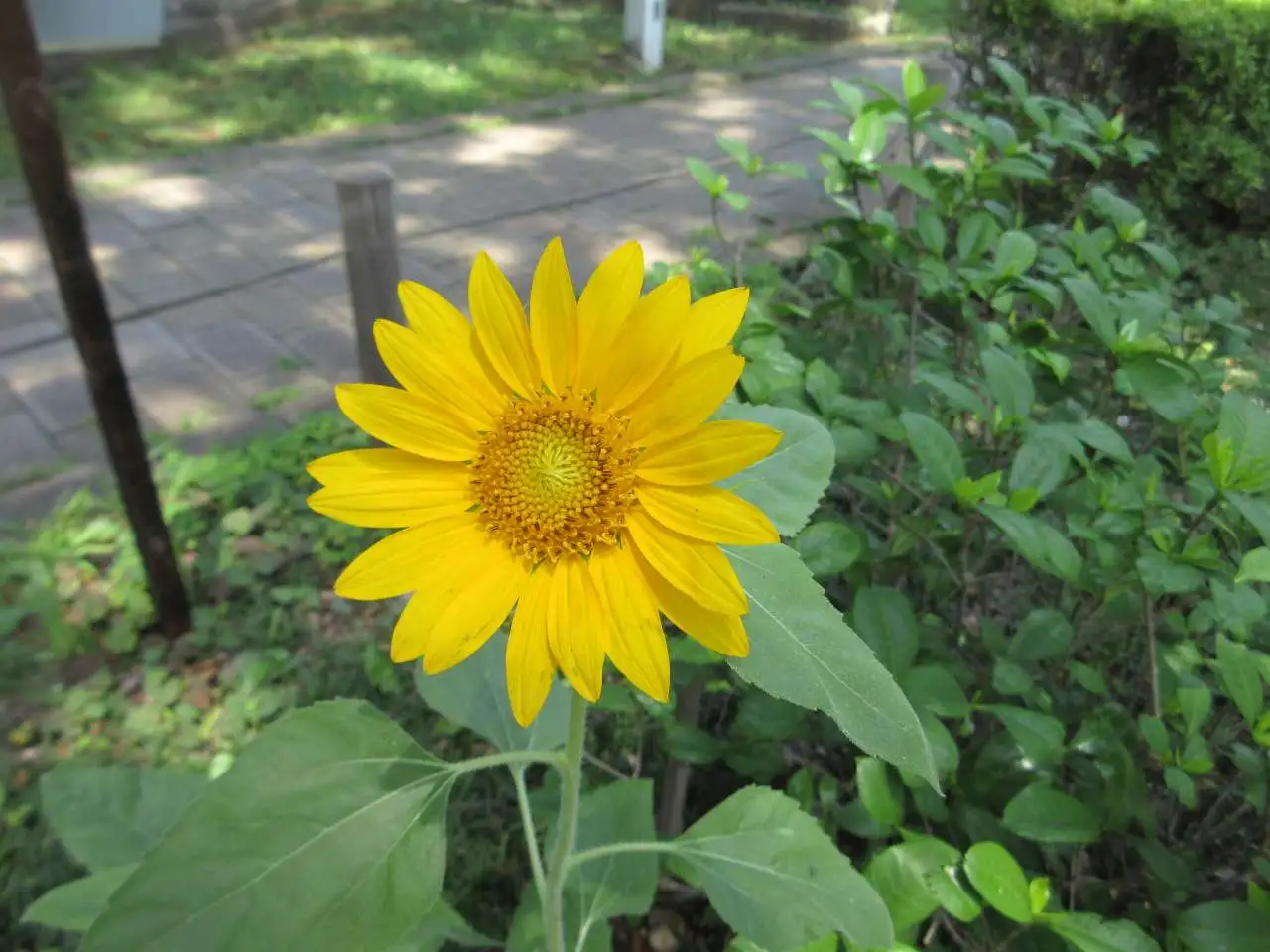 sunflower