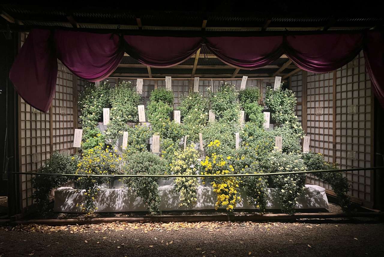 懸崖菊の展示