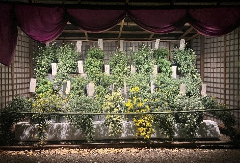 懸崖菊の展示