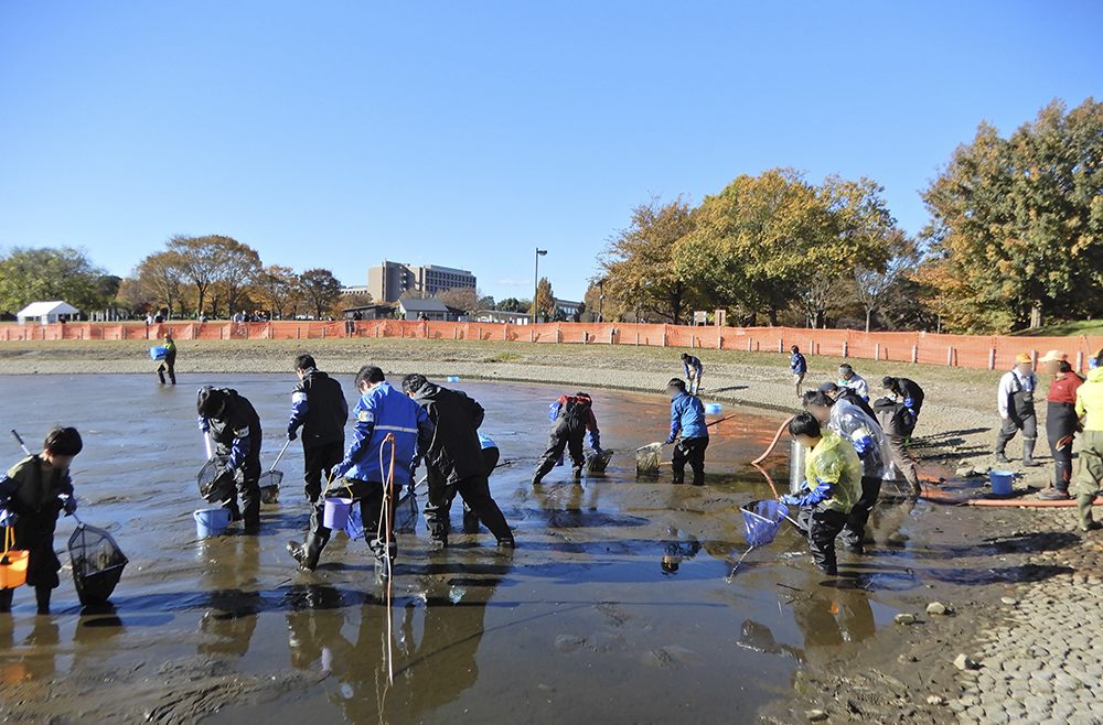都立公園池水質改善事業 ー かいぼりー