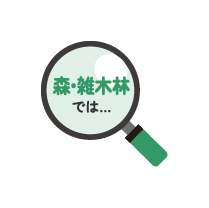 森・雑木林では…