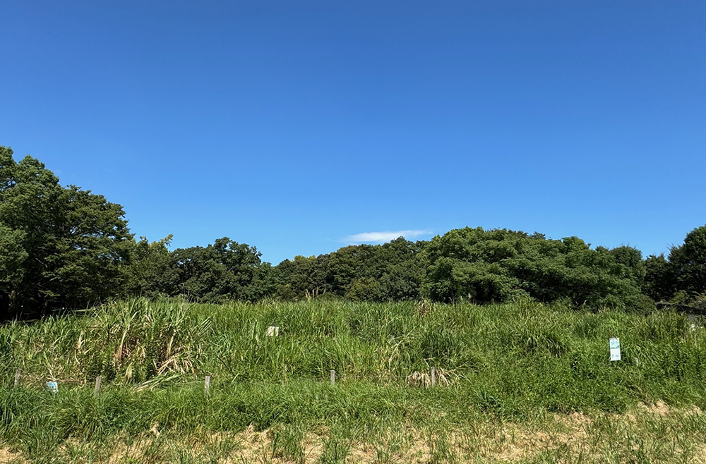 原っぱ（草地）