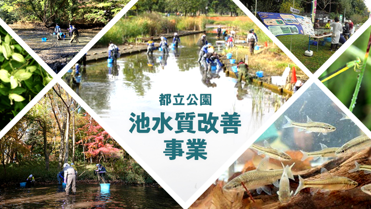 都立公園池水質改善事業 ー かいぼりー