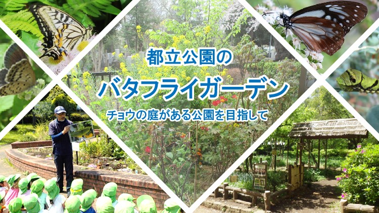 都立公園のバタフライガーデン