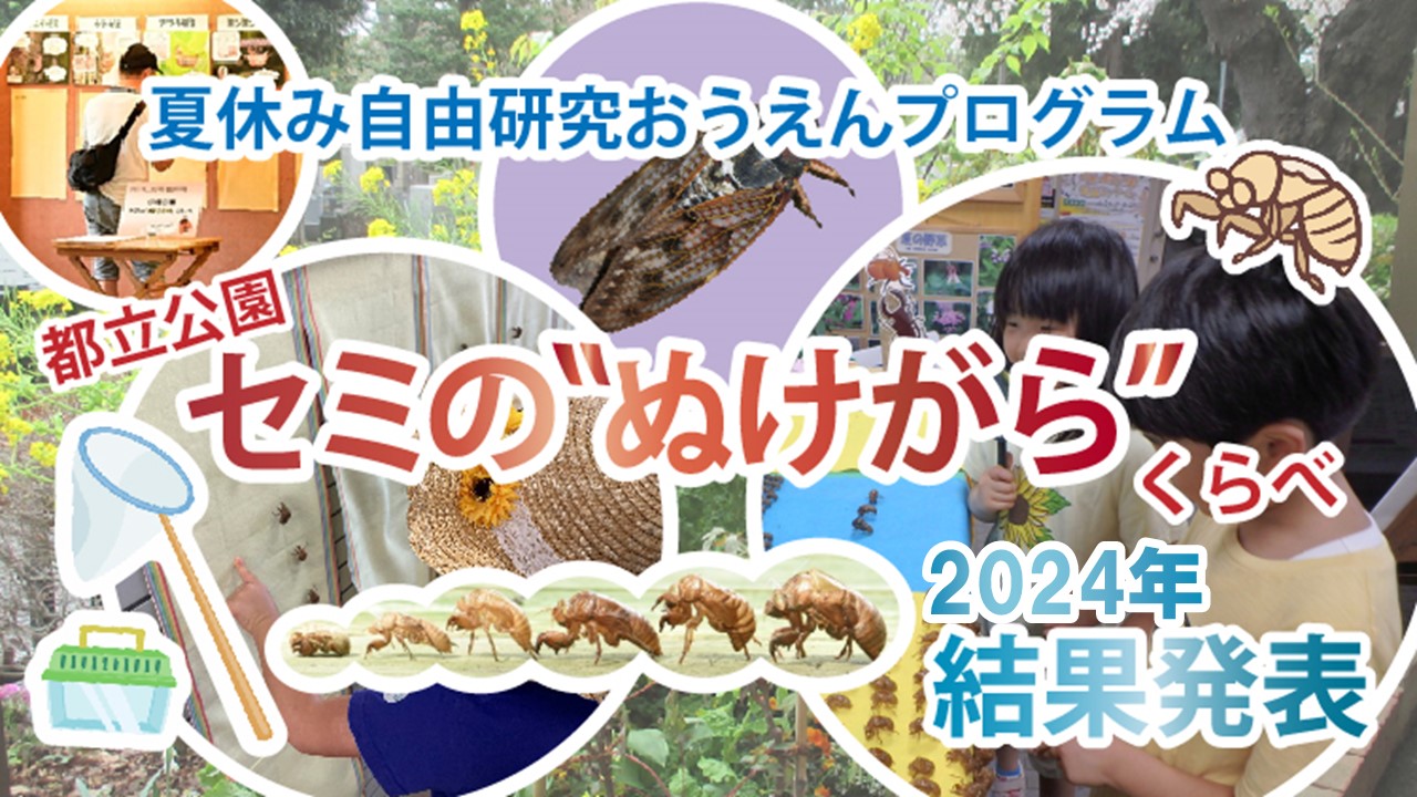 都立公園セミのぬけがらくらべ2024年結果発表