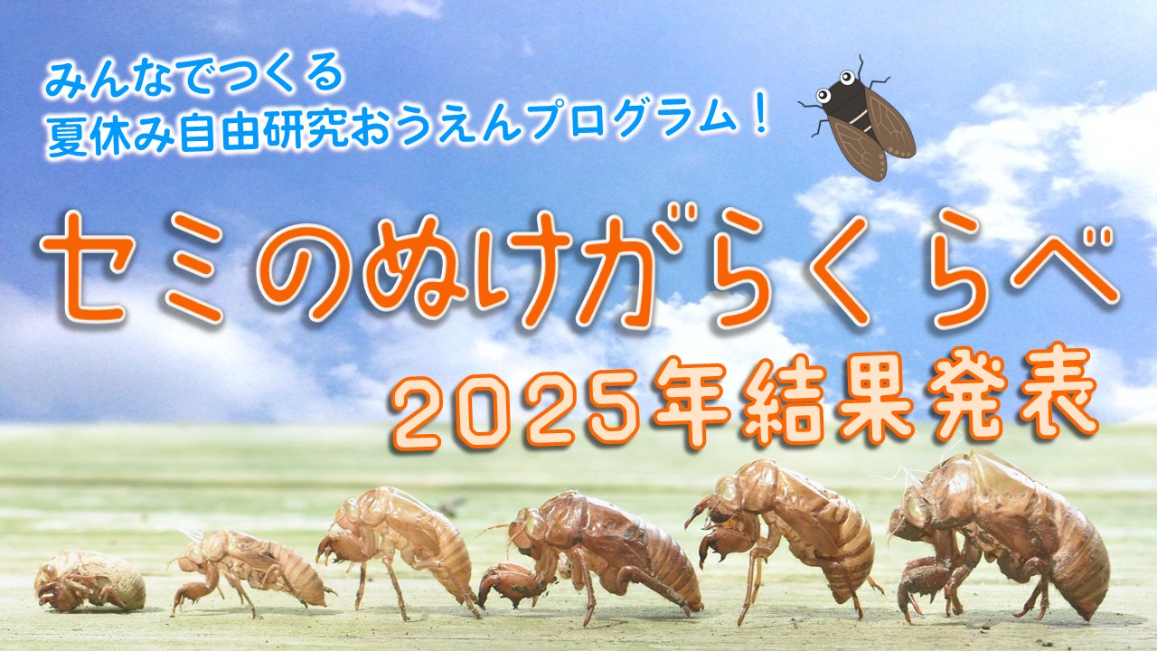 都立公園セミのぬけがらくらべ2025年結果発表