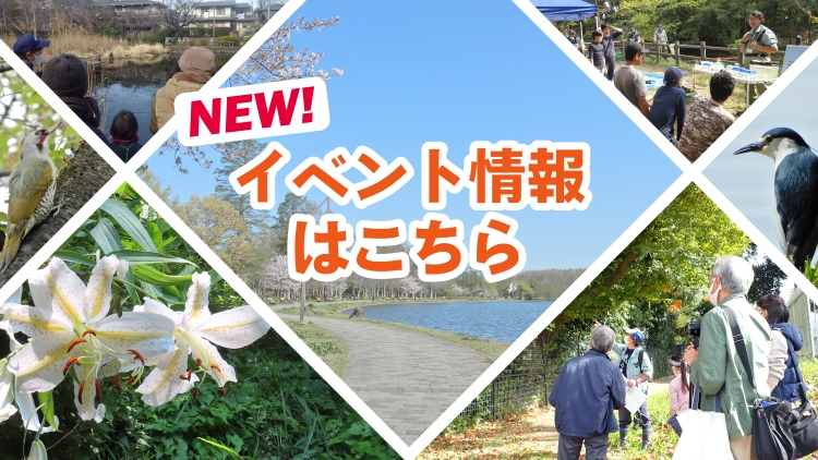 イベント情報はこちら