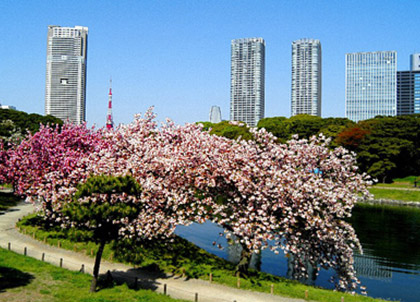 Photo of garden cherry blossoms are in bloom