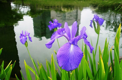 photo:garden