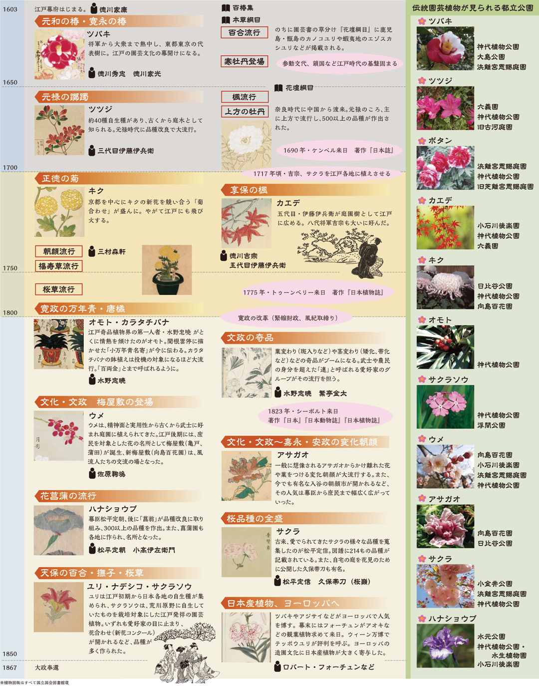 伝統園芸植物の歴史年表と伝統園芸植物が見られる都立公園の図表