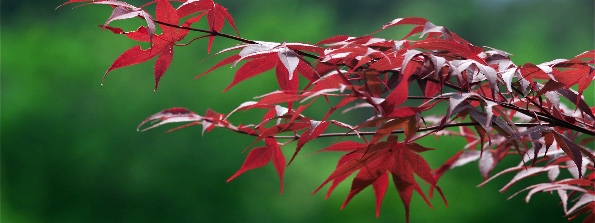 紅葉