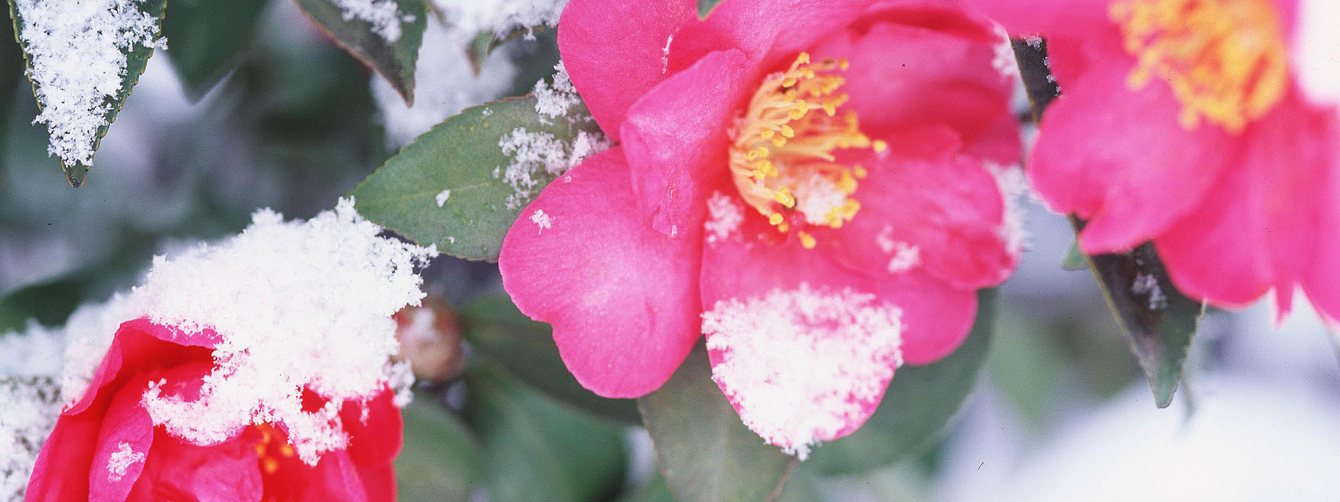 雪の中に咲く椿