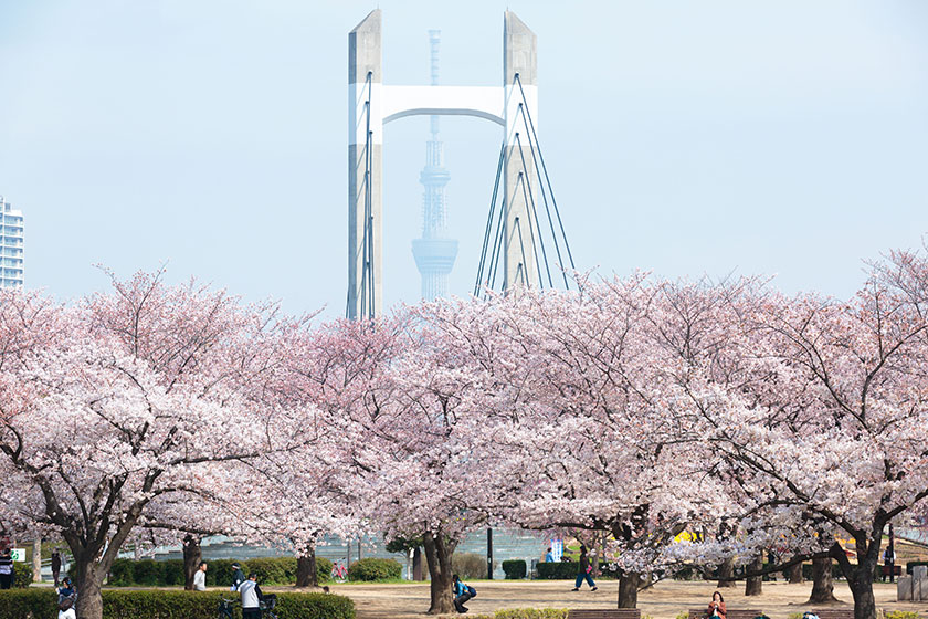 Kiba Park