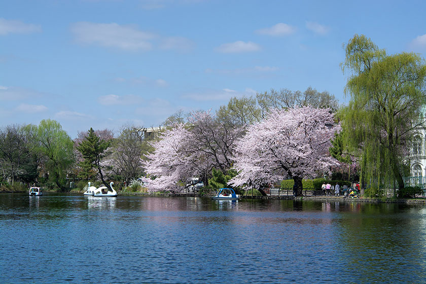 Shakujii Park