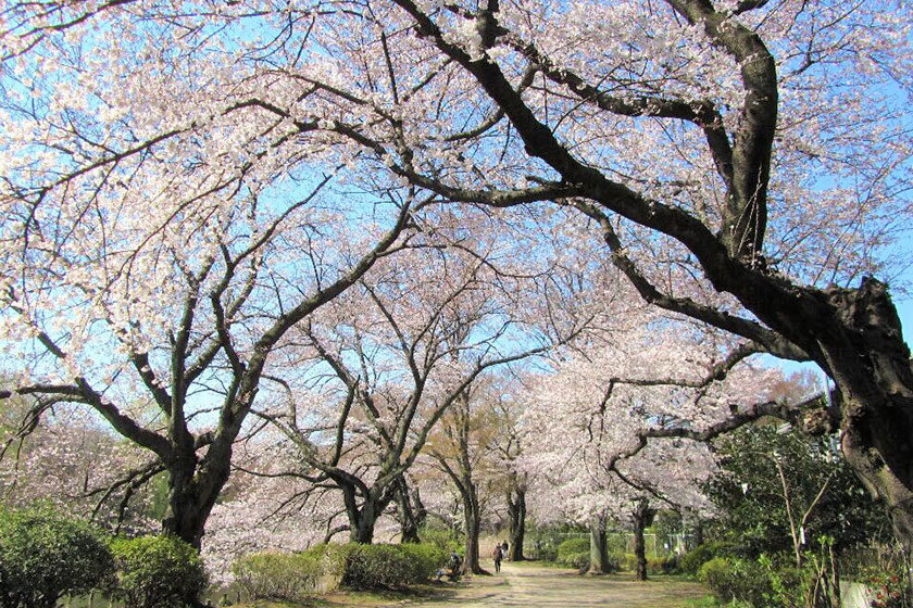 Zenpukuji Park