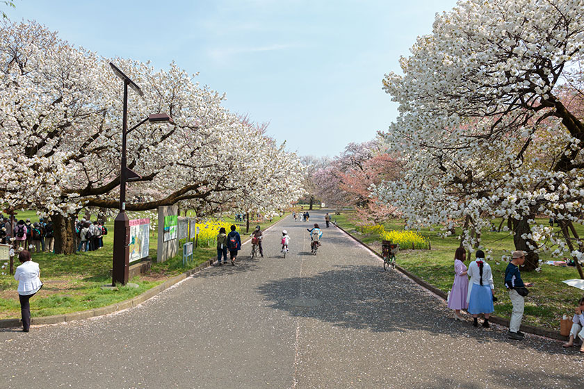 Koganei Park