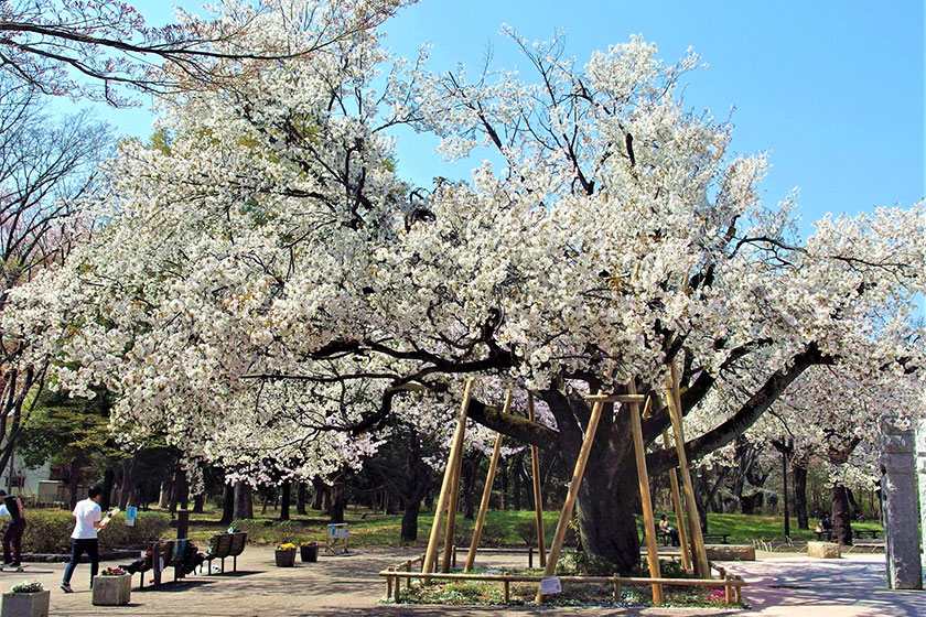 Musashino Park