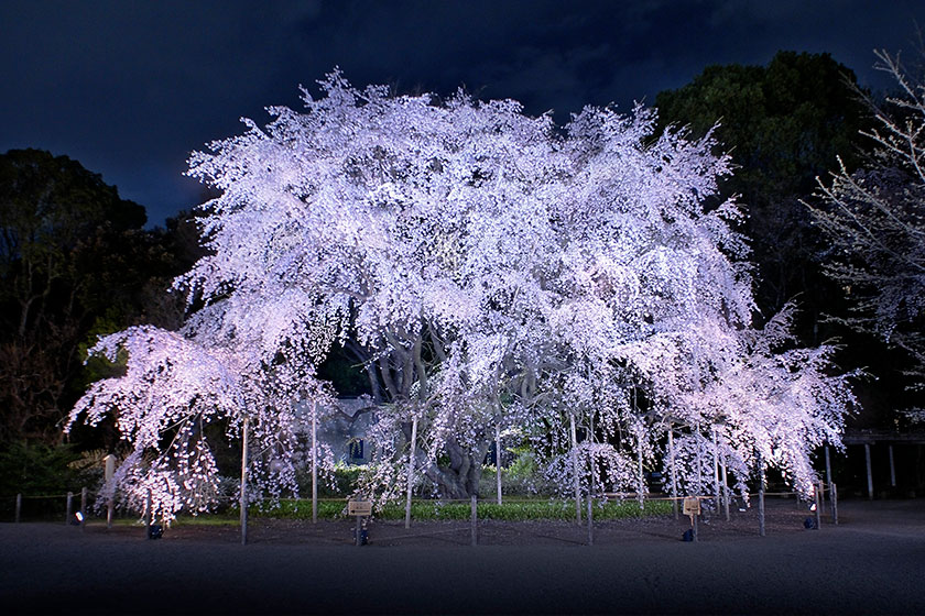 Rikugien Gardens