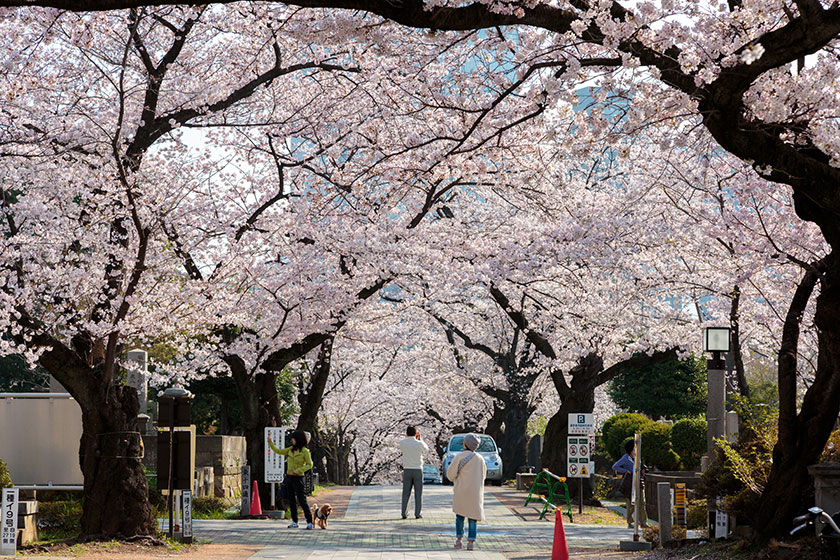 Aoyama Cemetery