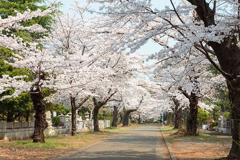Tama Cemetery