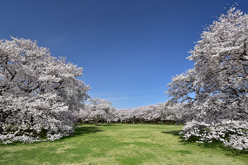 Showa Kinen Park
