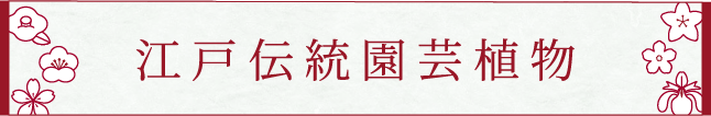 江戸伝統園芸植物
